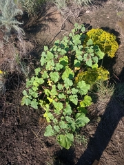 Proboscidea louisianica