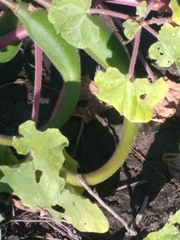 Proboscidea louisianica