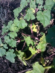 Proboscidea louisianica