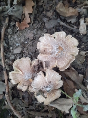 Fungi