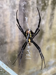 Argiope aemula
