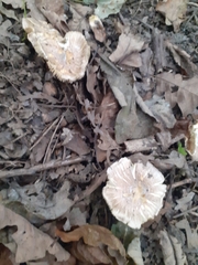 Fungi