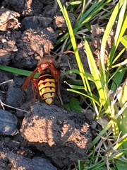 Vespa crabro