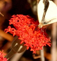 Kleinia fulgens