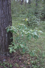 Quercus robur