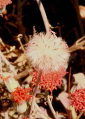 Kleinia fulgens