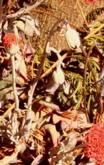Kleinia fulgens