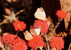 Kleinia fulgens