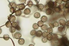 Lamproderma cacographicum