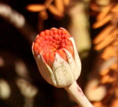 Kleinia fulgens