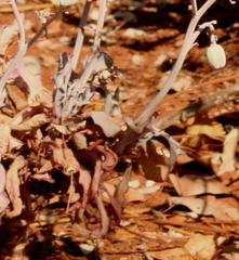 Kleinia fulgens