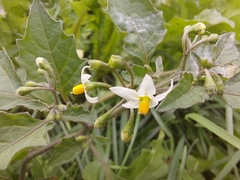 Solanum nigrum