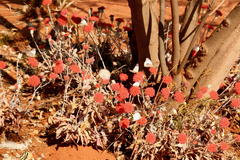 Kleinia fulgens