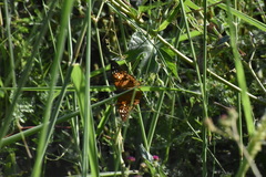 Asterocampa celtis antonia
