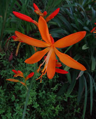 Crocosmia aurea aurea