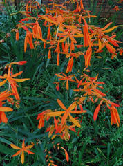 Crocosmia aurea aurea