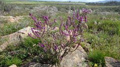 Muraltia macropetala