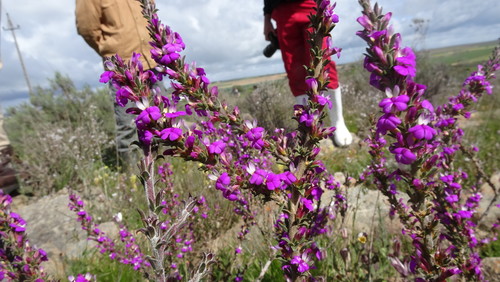 Image of Bigflower Purplegorse (Muraltia macropetala) by (c) Paul Emms, some rights reserved (CC BY-SA)