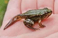 Pelophylax