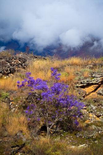 Jacaranda acutifolia, photograph 3