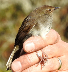 Bradypterus sylvaticus