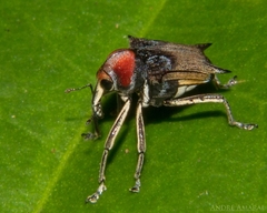 Pteracanthus smidtii