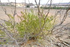 Fagonia capensis