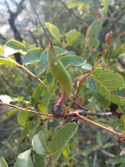 Baizongia pistaciae