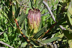 Protea burchellii