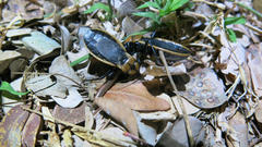 Ectrichodia crux