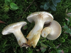 Lactarius auriolla