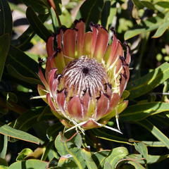 Protea burchellii