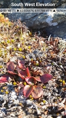 Micranthes hieraciifolia