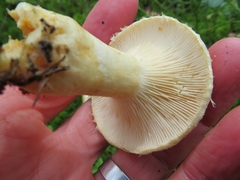 Lactarius auriolla
