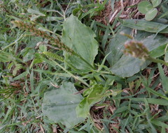 Plantago major