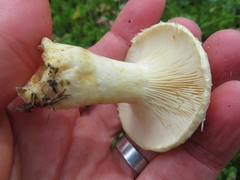 Lactarius auriolla