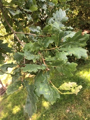 Quercus robur