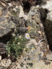 Erigeron tener