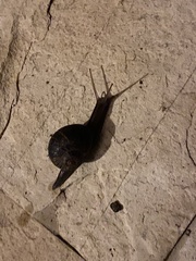 Cornu aspersum