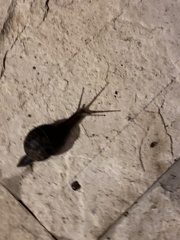 Cornu aspersum