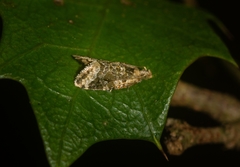 Aeolostoma scutiferana
