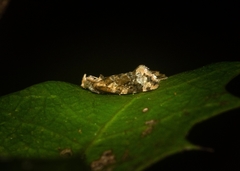 Aeolostoma scutiferana