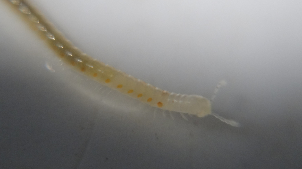 Archiboreoiulus pallidus