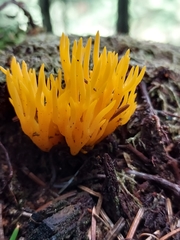 Calocera