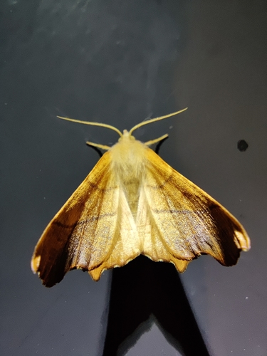 Ennomos fuscantaria