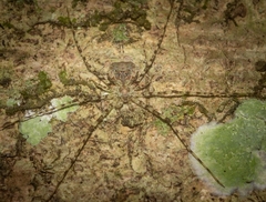 Tamopsis tweedensis