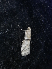 Acrobasis romanella