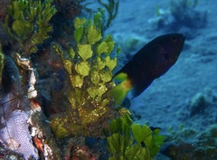 Neopomacentrus violascens