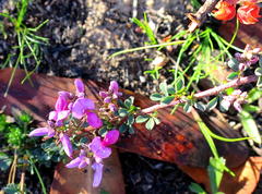 Indigofera nigromontana