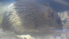Acomys selousi